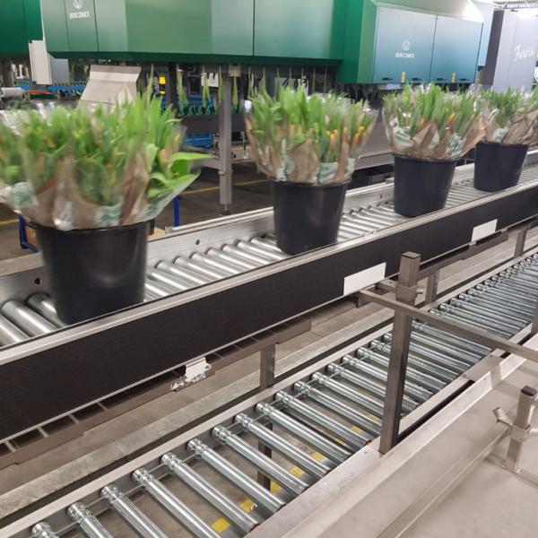 Roller conveyors for buckets of tulips